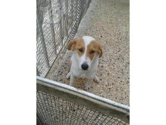 Κουταβακι χαριζεται