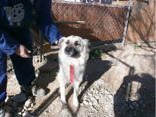 Λυκοσκυλιτσα χαριζεται