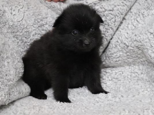 POMERANIAN