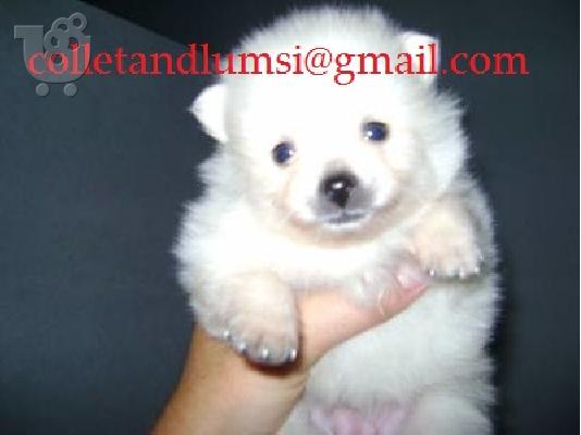 PoulaTo: Pomeranian