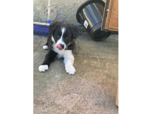 PoulaTo: Border Collie Puppies για υιοθεσία