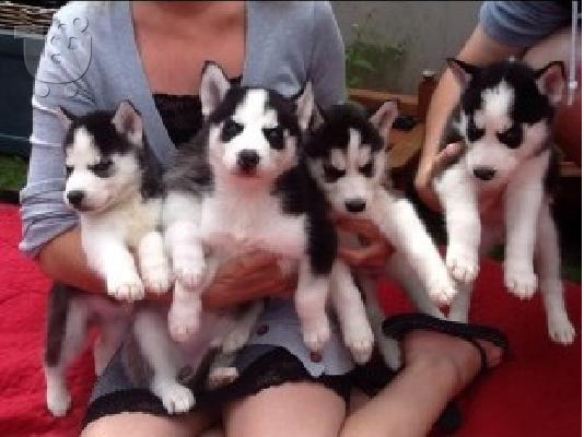 PoulaTo: Δύο Gorgeous 3 μήνες παλιά Σιβηρίας Huskies!