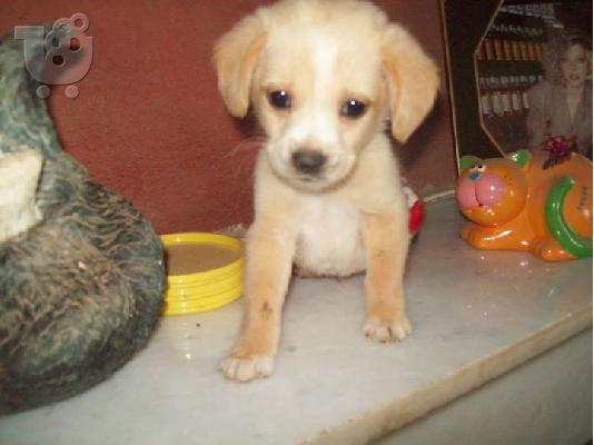 Κουταβακια χαριζονται