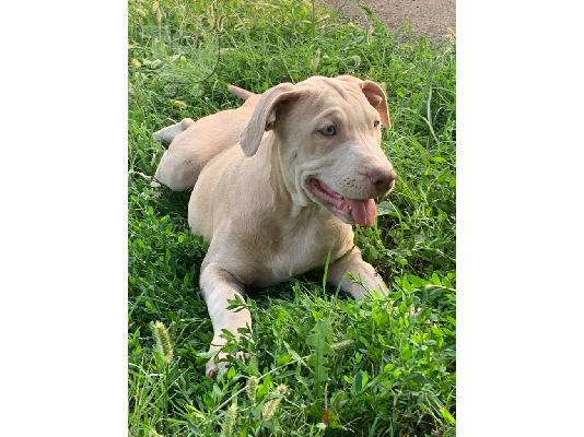 Pitbull κουτάβια προς πώληση