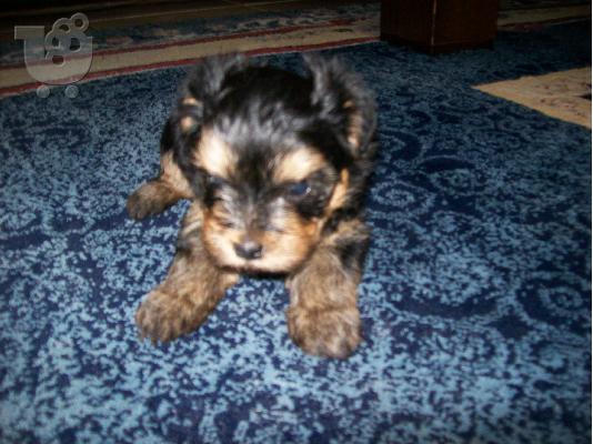 Πωλειται καθαροαιμο κουταβακι yiorkhsire mini