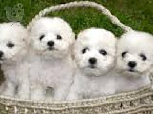 Bichon κουτάβια frize προς πώληση