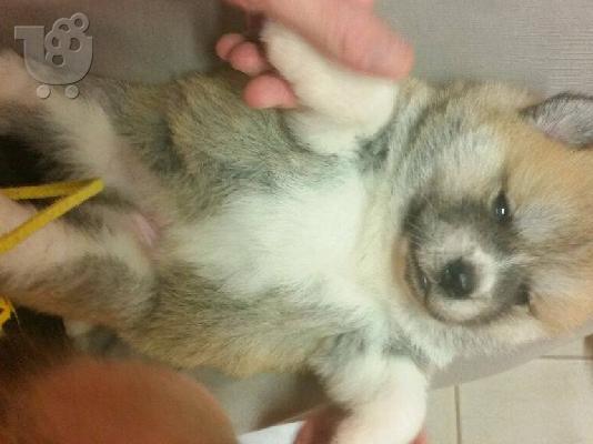 akita inu 21 ημερων