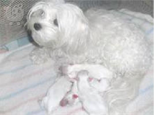 PoulaTo: Maltese - Μαλτέζ καθαροαιμα και υιγιεστατα κουταβια στις καλυτερες ΑΘΗΝΑ 6979314054