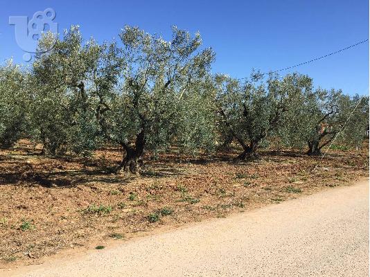 Eλαιώνας 2600τμ Βερια Χαλκιδικής