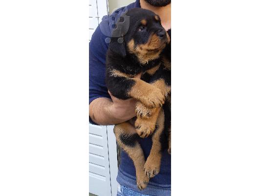 PoulaTo: Ροτβάιλερ θηλυκό κουτάβι 2 μηνών