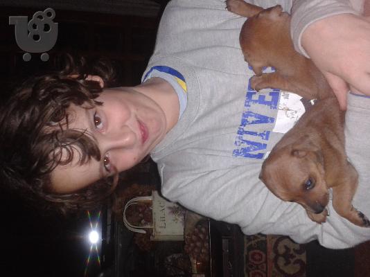 πωλουνται πινσερ 1 μηνος