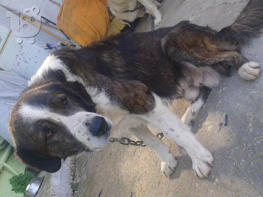 ελληνικοι ποιμενικοι