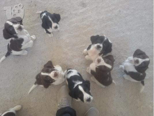 PoulaTo: Springer Spaniel