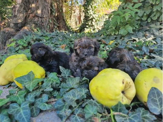 Μικροσκοπικά poodles