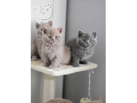 PoulaTo: male and female kittens