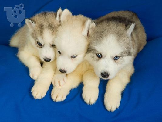 HUSKY SIBERIAN