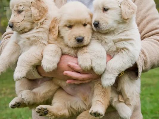 PoulaTo: Golden retriever - Γκόλντεν ριτρίβερ