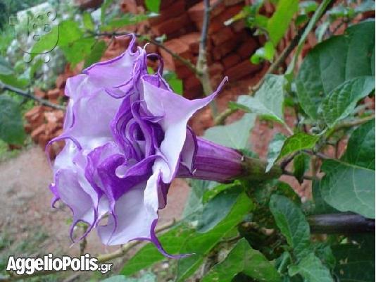 50 Σποροι Μωβ Datura