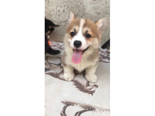 Welsh κουτάβια corgi