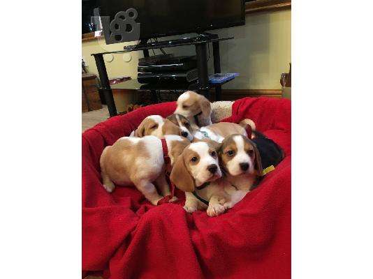 PoulaTo: Κουτάβια Beagle