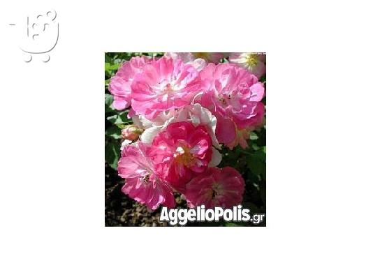 50 σποροι Rosa Chinensis - Τριανταφυλλο Κινας