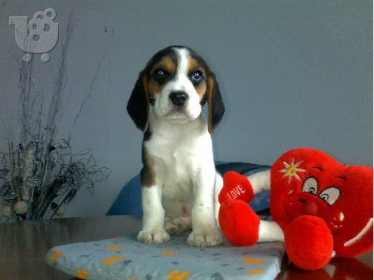 Kαλή τιμή!!!.Πουλάω όμορφα κουτάβια ράτσα BEAGLE- Μπιγκλ – 330 euro...