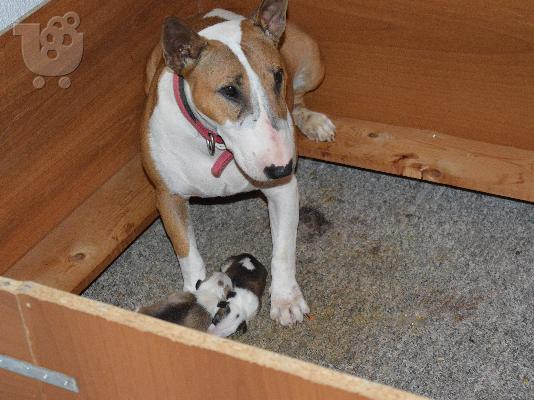 Bull Terrier κουτάβια !