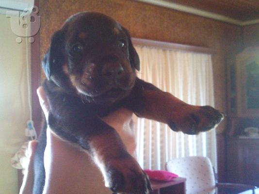 Doberman