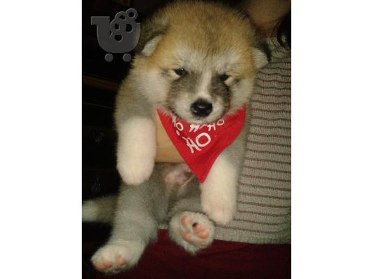 PoulaTo: Καθαρόαιμα κουτάβια Akita inu