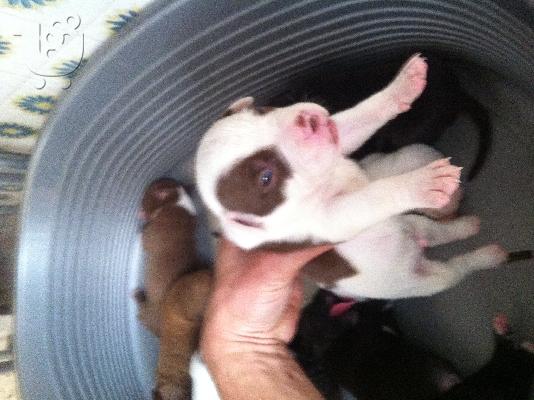 PIT BULL american staff