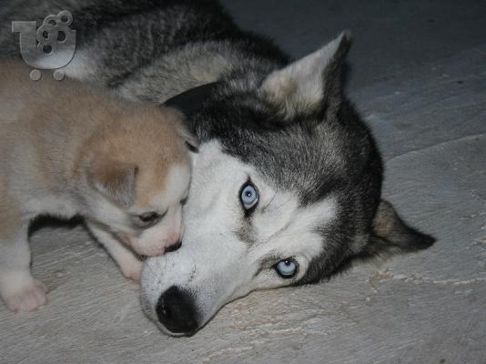 Siberian Husky Original Colour for sale!