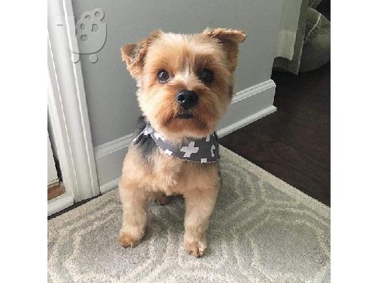 Εκπληκτικό κουτάβι του Yorkshire Terrier!