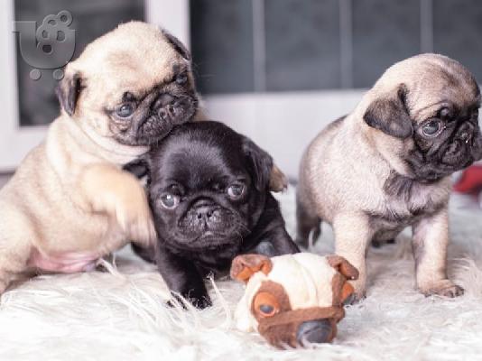 Kc Pug Puppies (βορειοδυτικά)