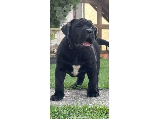 PoulaTo: Νοτιοαφρικανικό Mastiff- Boerboel κουτάβια