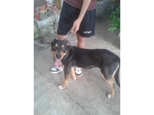 Σκυλιτσα 9 μηνων χαριζεται