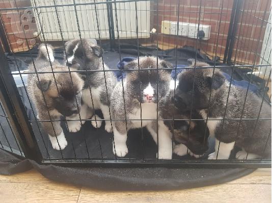 PoulaTo: να ανακοινώσω ότι η γυναίκα μας PURE AMERICAN AKITA
