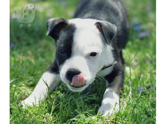 PoulaTo: Επιλεγμένα κουταβάκια American Staff Blue