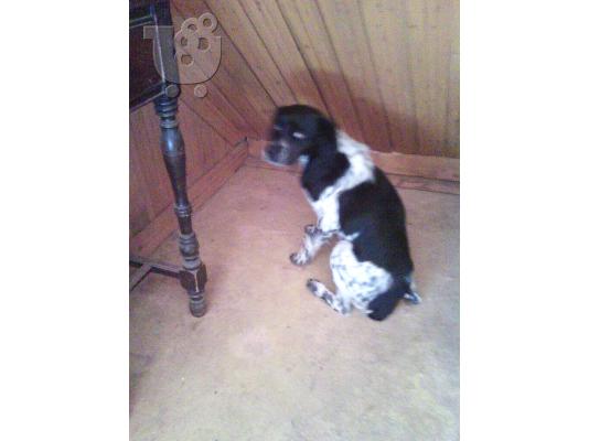 Μικροσωμη σκυλιτσα χαριζεται