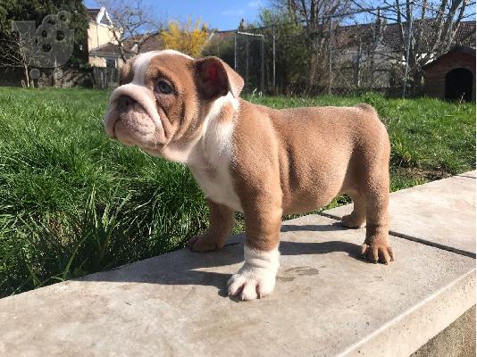 PoulaTo: BULLDOG INGLÉS