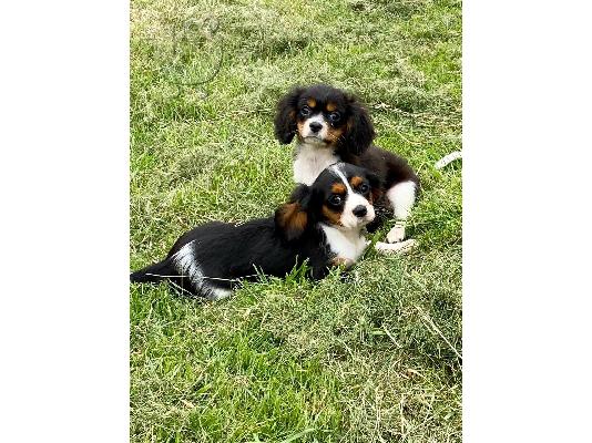PoulaTo: Cavalier King Charles Spaniel Puppies
