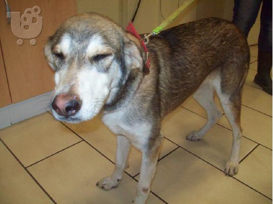 O Chess χαριζεται