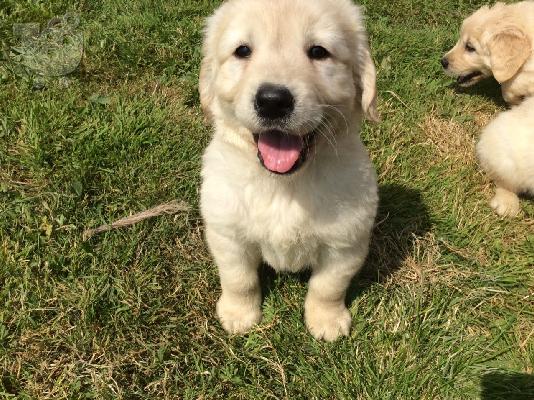 Όμορφα Golden Retriever κουτάβια