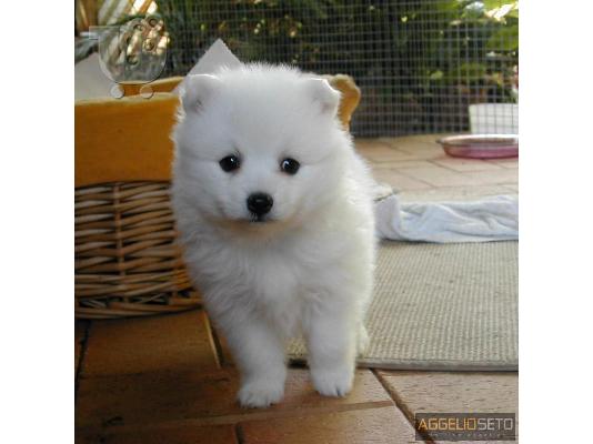 PoulaTo: spitz-pomeranian