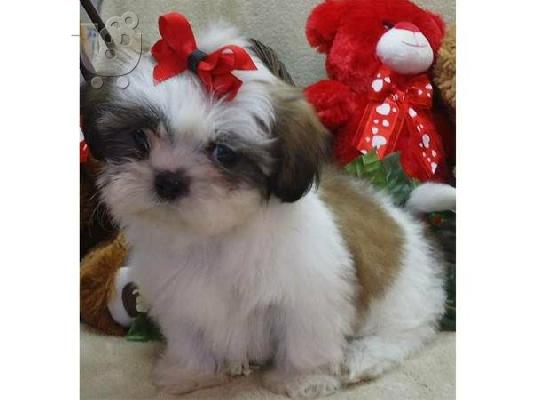 PoulaTo: αγαπημένη αυτή τη θέση Όμορφο κουτάβι AKC Shih Tzu