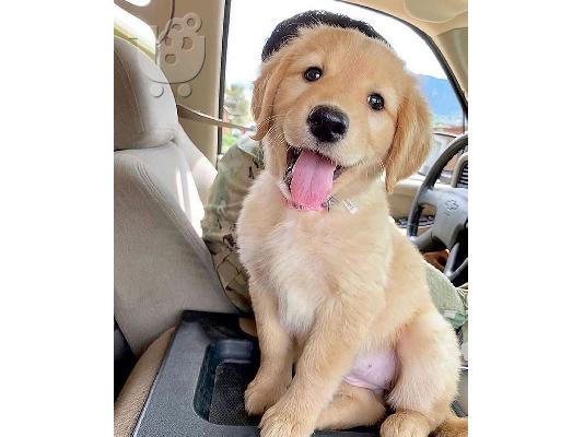 Πωλούνται κουτάβια Golden Retriever