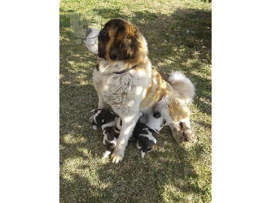 PoulaTo: Αγιου Βερναρδου