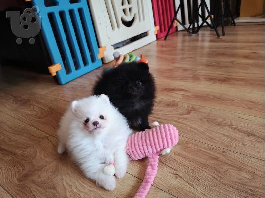 PoulaTo: Κουτάβια Pomeranian
