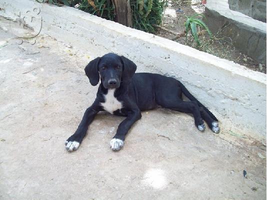 Ομορφα ημιαιμα λαμπραντορ γονεις και κουταβια χαριζονται...