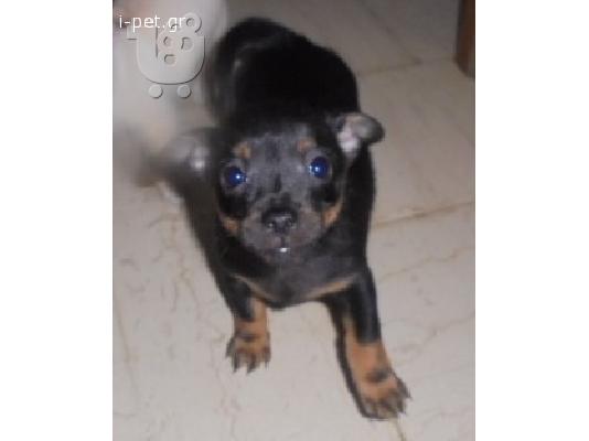 ΜΙΝΙ ΠΙΝΣΕΡ ΚΑΘΑΡΟΑΙΜΑ