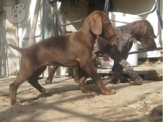 German Shorthaired Pointer Deutsch Kurzhaar